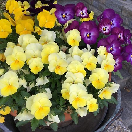 Gignod B&B Les Fleurs المظهر الخارجي الصورة