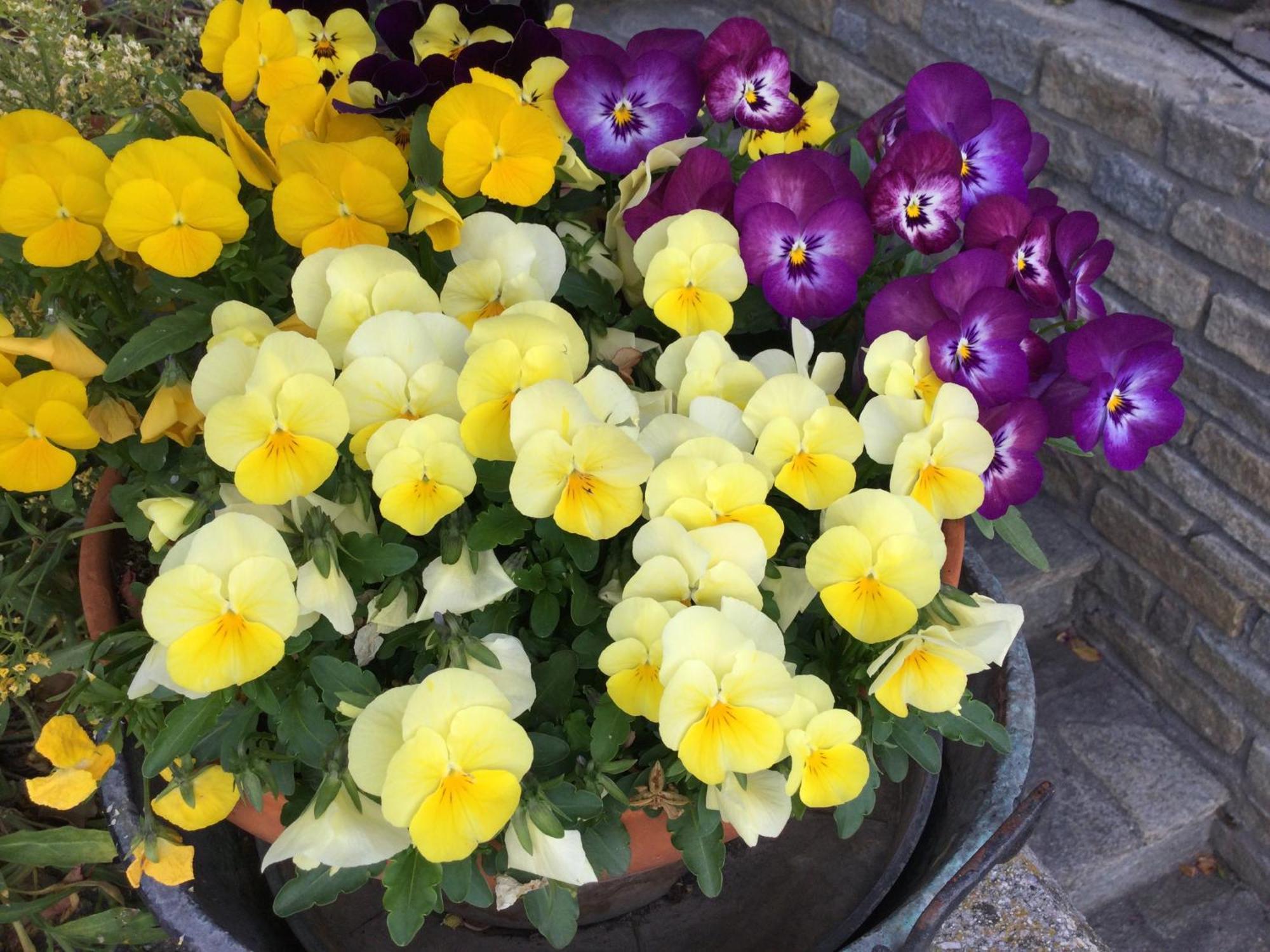 Gignod B&B Les Fleurs المظهر الخارجي الصورة