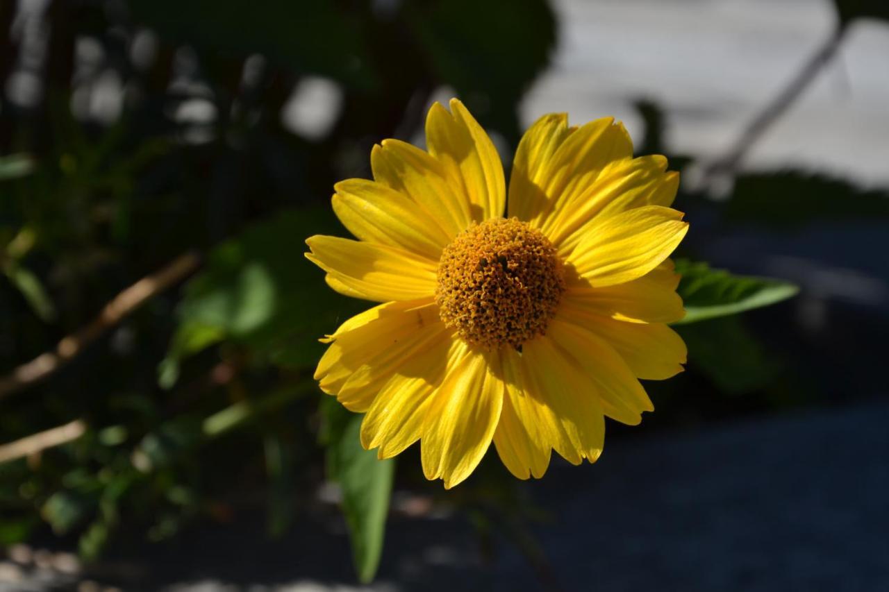Gignod B&B Les Fleurs الغرفة الصورة